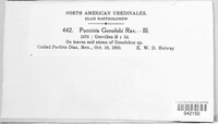 Puccinia gonolobi image